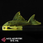 Preview: L200 Gelber Phantomwels Highfin, Baryancistrus demantoides L200 Highfin